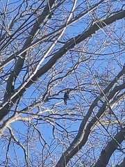 Corvus brachyrhynchos