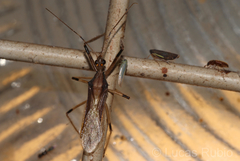 Repipta argentinensis