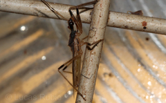 Repipta argentinensis