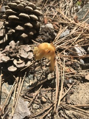 Monotropa hypopitys hypophegea