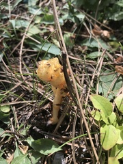 Monotropa hypopitys hypophegea