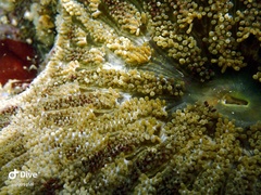 Stichodactyla tapetum