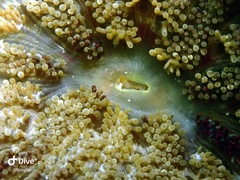 Stichodactyla tapetum