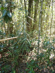 Faurea macnaughtonii