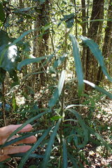 Faurea macnaughtonii