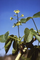 Jatropha excisa