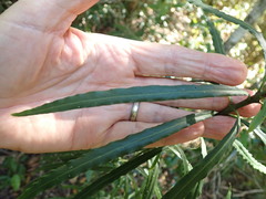 Faurea macnaughtonii