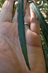 Faurea macnaughtonii