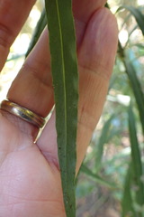 Faurea macnaughtonii