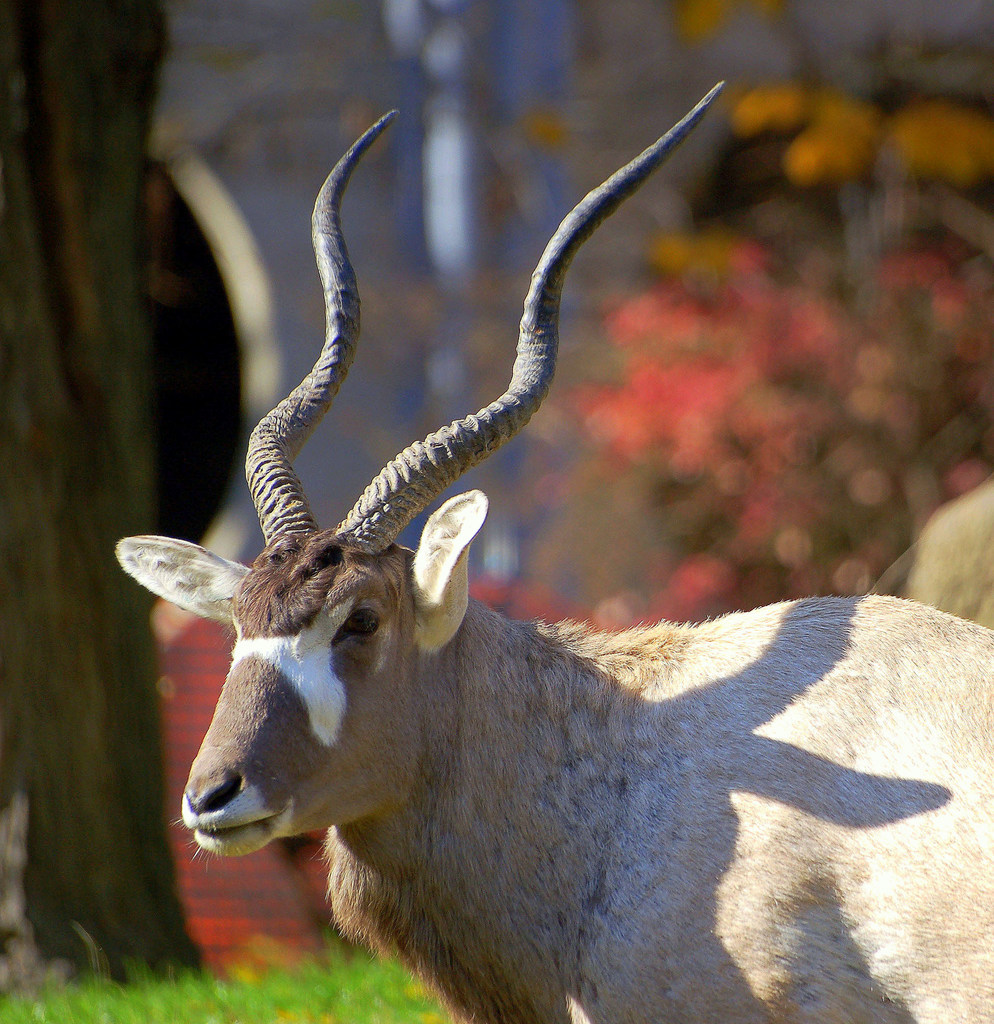 Addax