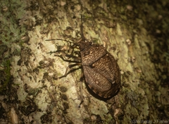 Platycoris bipunctatus