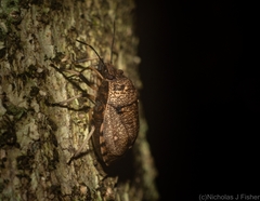 Platycoris bipunctatus