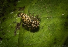 Opisthoncus barbipalpis