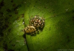 Opisthoncus barbipalpis