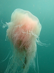 Cyanea nozakii