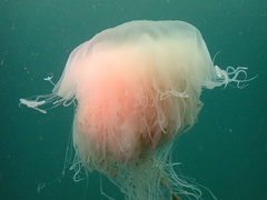 Cyanea nozakii