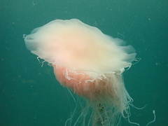 Cyanea nozakii