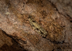 Metrioglypha phyllodes