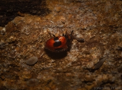 Stenotarsus bimaculipennis