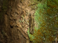 Metrioglypha phyllodes