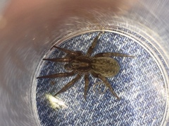 Arctosa personata