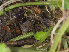 Arctosa personata