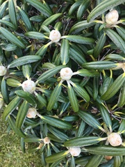 Rhododendron pseudochrysanthum
