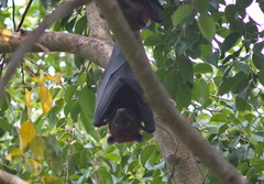 Pteropus hypomelanus