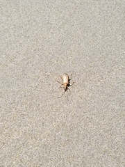 Centrodera