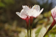 Prunus transarisanensis