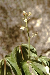 Jatropha grossidentata