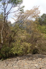 Prunus transarisanensis