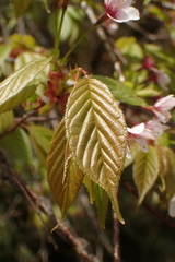 Prunus transarisanensis