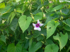 Ipomoea tiliacea