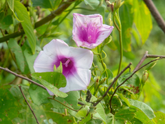Ipomoea tiliacea