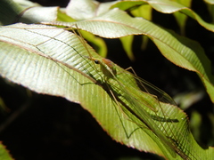 Leptotarsus virescens