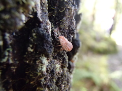 Coelostomidia zealandica