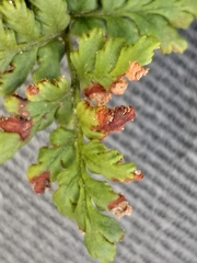 Cheilanthes capensis