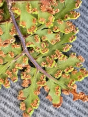 Cheilanthes capensis