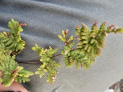 Cheilanthes capensis