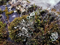 Cladonia fimbriata