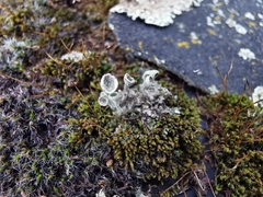 Cladonia fimbriata