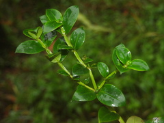 Hedyotis