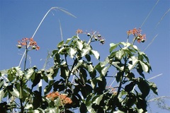 Jatropha grossidentata
