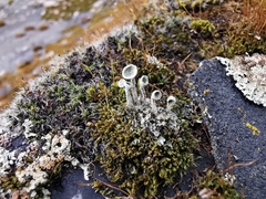 Cladonia fimbriata