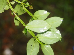 Hedyotis