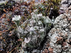 Cladonia fimbriata