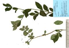 Hedyotis