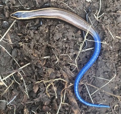 Plestiodon bilineatus