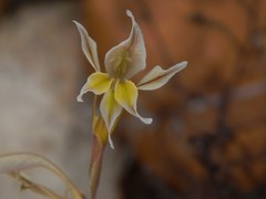 Gladiolus permeabilis